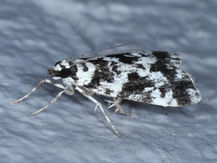 Eudonia aphrodes