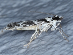 Eudonia aphrodes
