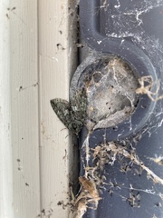 Hydriomena transfigurata