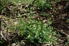 Cardamine graeca