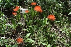 Scadoxus multiflorus
