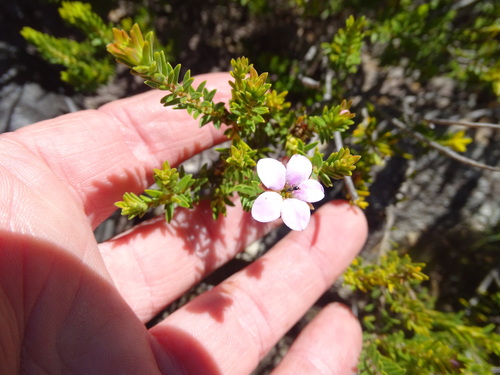 Image of Acmadenia rupicola by (c) Shaun Swanepoel, some rights reserved (CC BY)