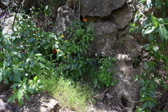 Scadoxus multiflorus