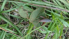 Teleogryllus occipitalis