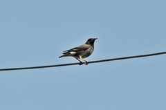Spodiopsar cineraceus