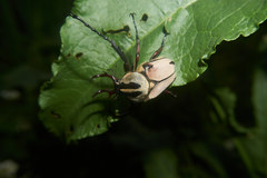 Dicronocephalus adamsi