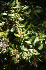 Phylica buxifolia