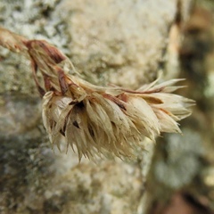 Paronychia argyrocoma