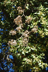 Phylica buxifolia
