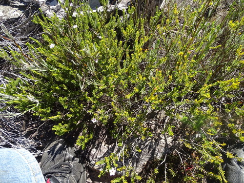 Image of Acmadenia rupicola by (c) Shaun Swanepoel, some rights reserved (CC BY)