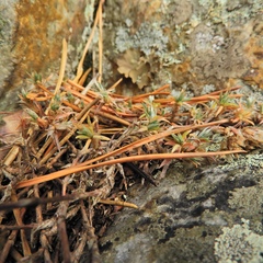 Paronychia argyrocoma