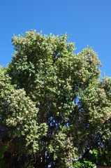Phylica buxifolia