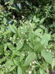 Angiospermae