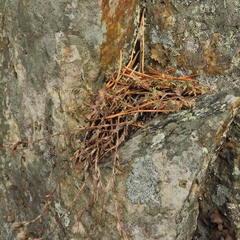 Paronychia argyrocoma