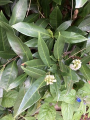 Angiospermae