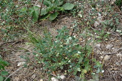 Melilotus neapolitanus