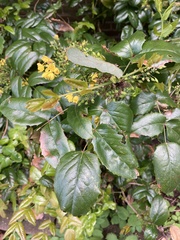 Angiospermae