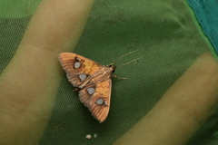 Nosophora semitritalis