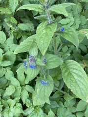 Pentaglottis sempervirens