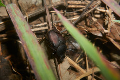 Dicronocephalus adamsi