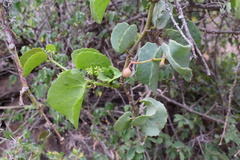 Cissus rotundifolia