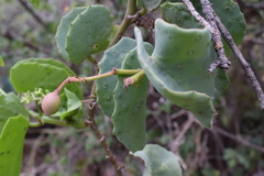Cissus rotundifolia