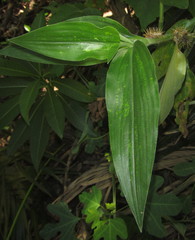 Aneilema aequinoctiale