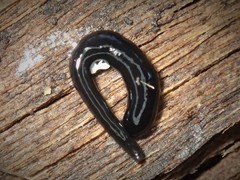 Kontikia ventrolineata