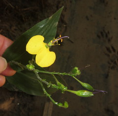 Aneilema aequinoctiale