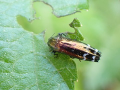 Coraebus elongaticollis