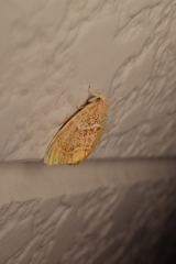 Arna pseudoconspersa