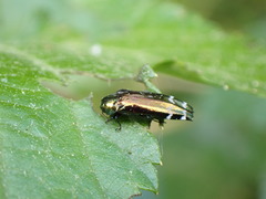 Coraebus elongaticollis