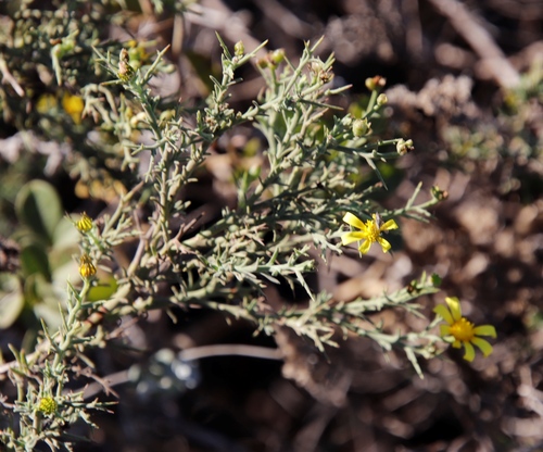 Image of Spiny Boneseed by (c) Tony Rebelo, some rights reserved (CC BY-SA)