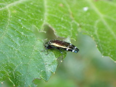 Coraebus elongaticollis