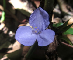 Coleotrype natalensis