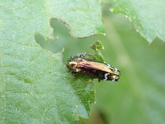 Coraebus elongaticollis