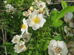 Rosa multiflora