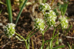 Valerianella coronata