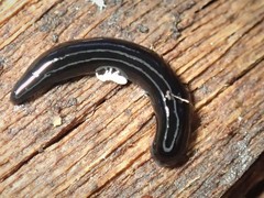 Kontikia ventrolineata