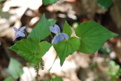 Viola acuminata
