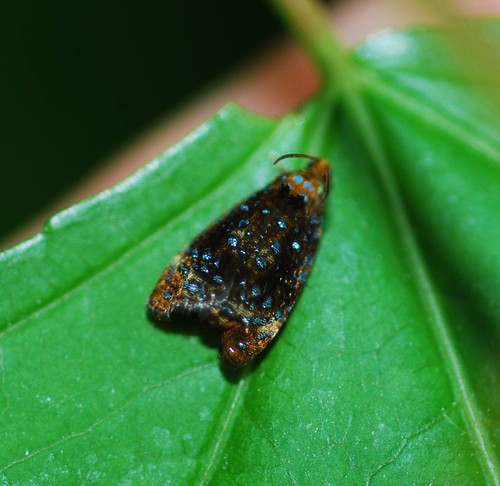 Hiroshiinoueana gangweonensis