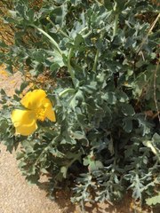 Glaucium flavum