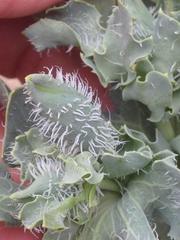 Glaucium flavum