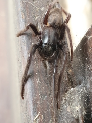 Segestria florentina