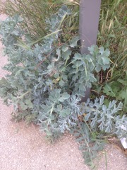 Glaucium flavum