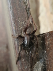Segestria florentina