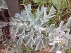 Glaucium flavum