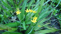 Hypoxis villosa