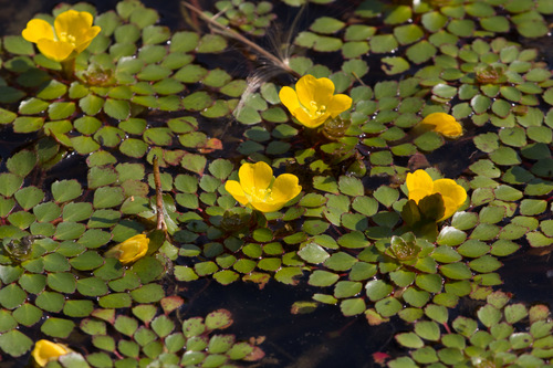 Ludwigia sedioides, photograph 1