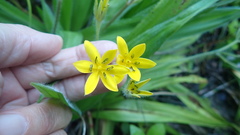 Hypoxis villosa